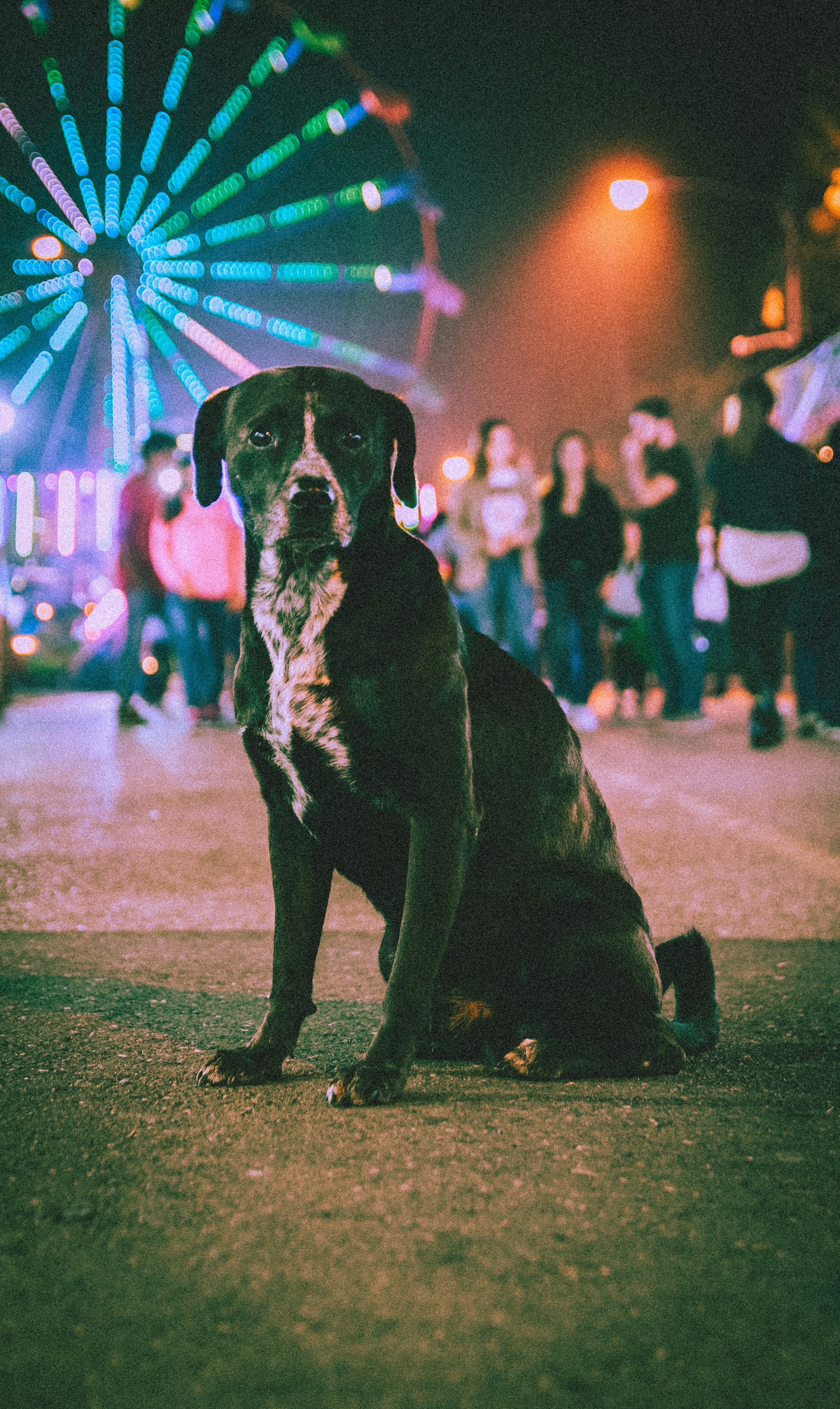 Gece saatlerinde dinlenen köpek