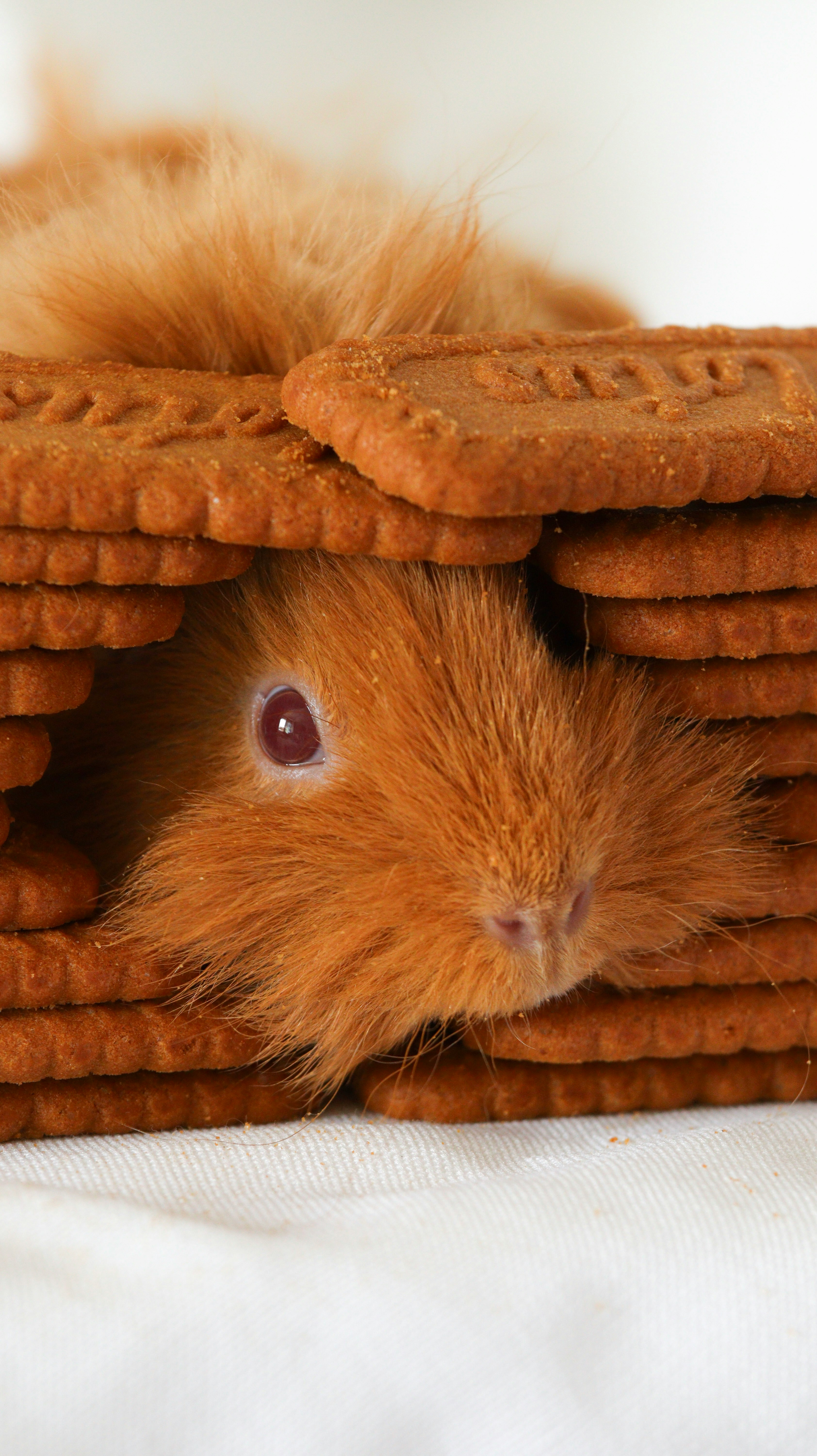 Hamster için uygun olmayan işlenmiş gıdalar