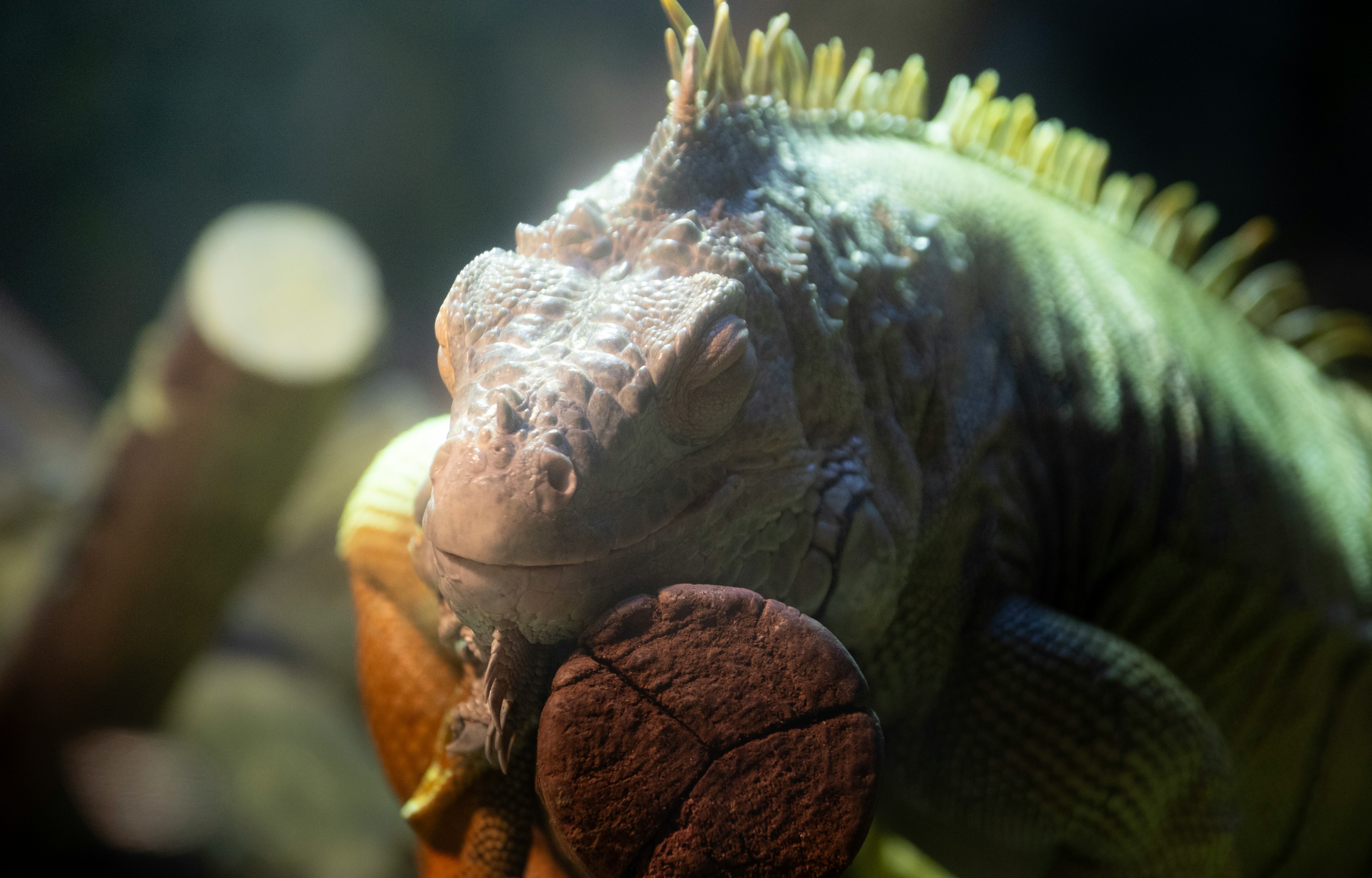 Ev ortamında bakılan iguana