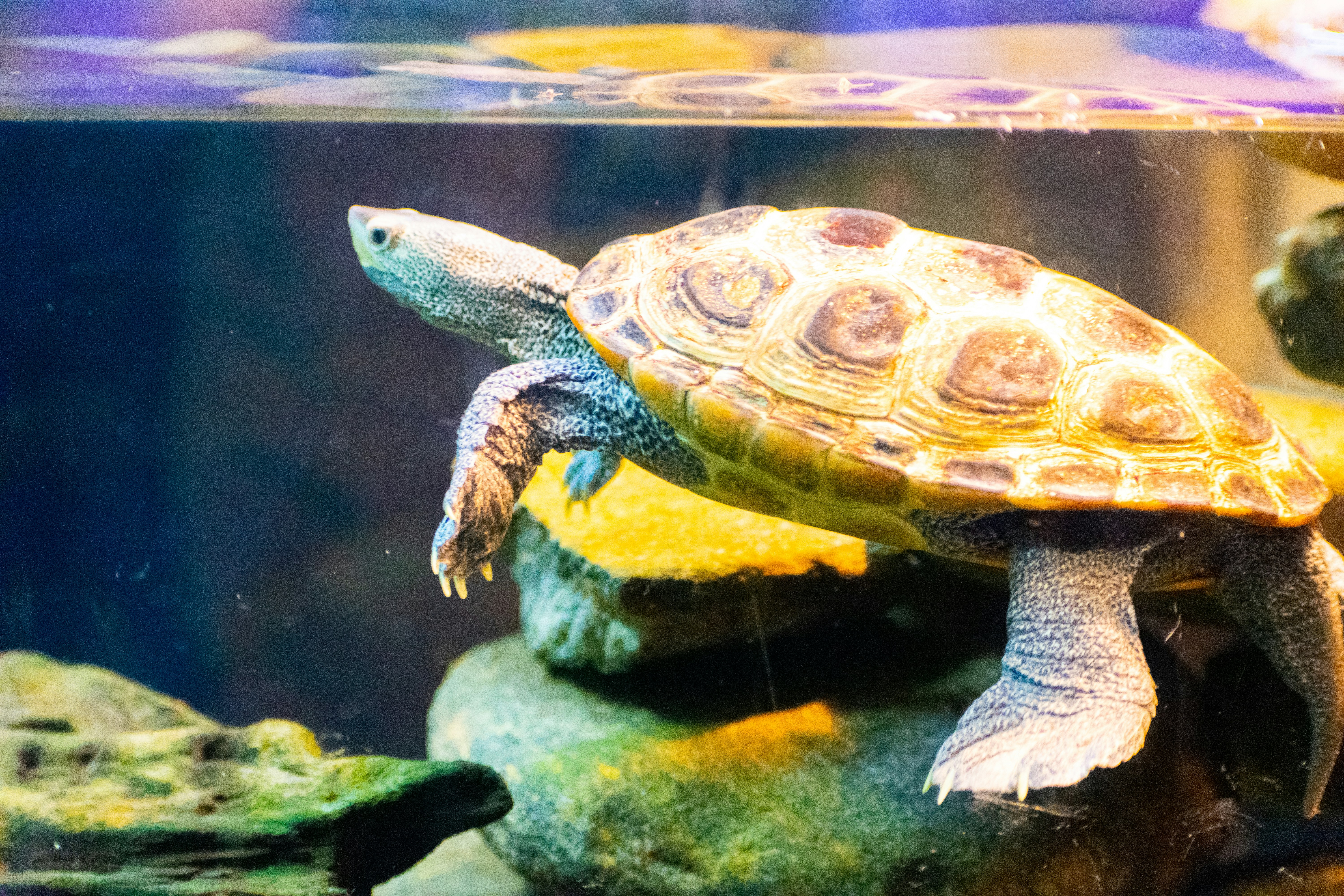 Teraryumda yaşayan kaplumbağa