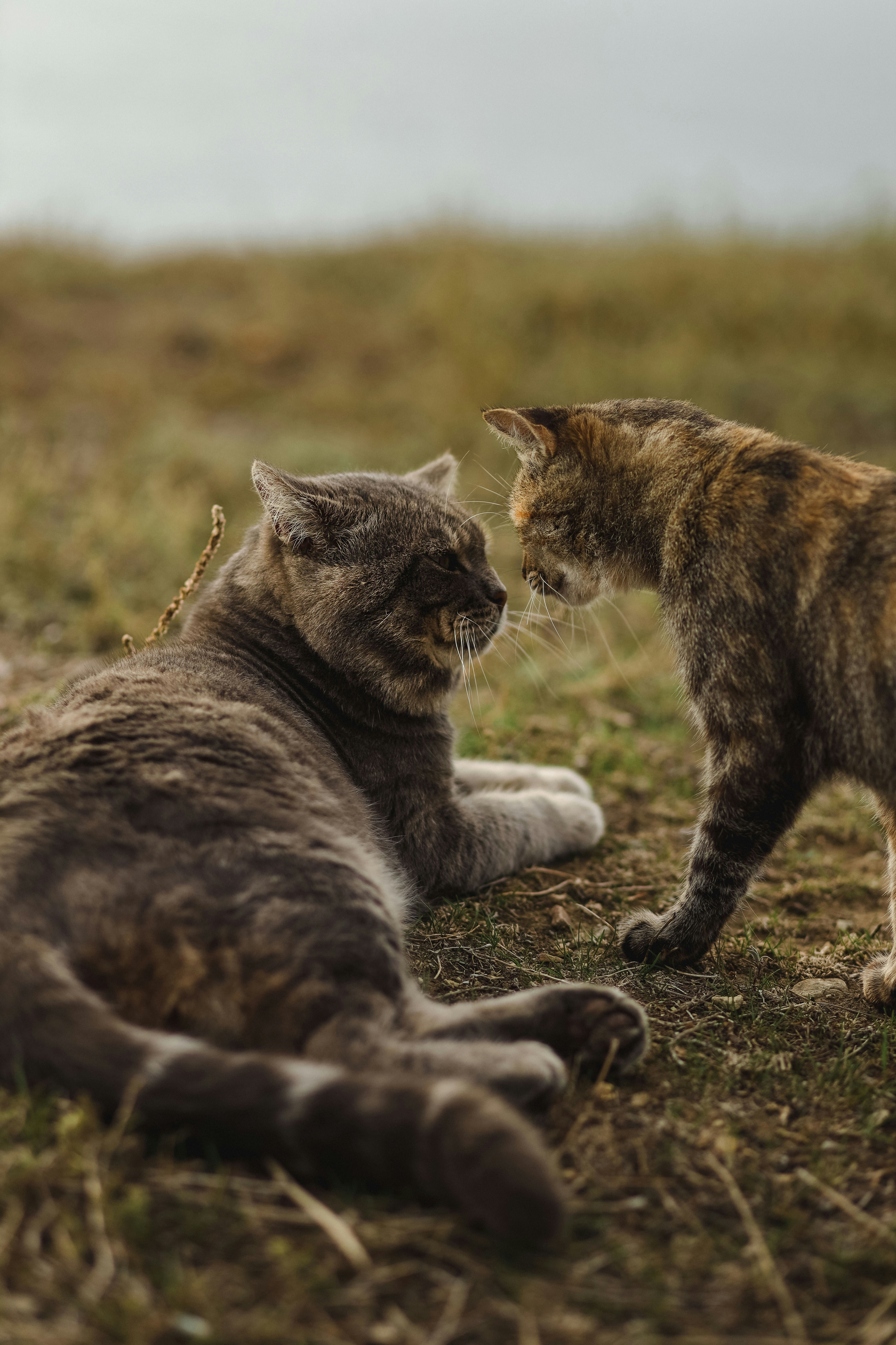 Mart döneminde dışarıyı izleyen kedi
