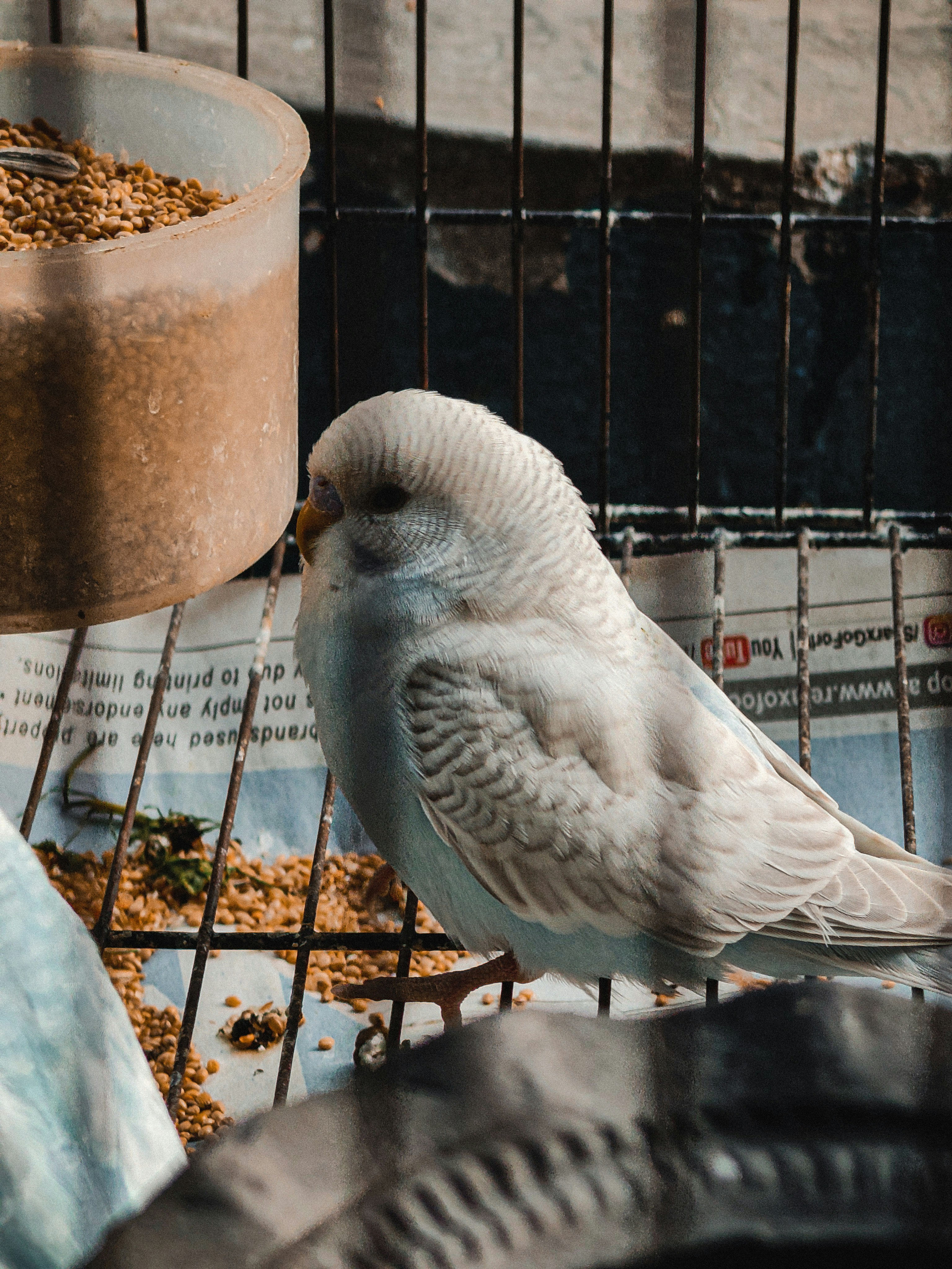 Dışkısı kontrol edilen muhabbet kuşu