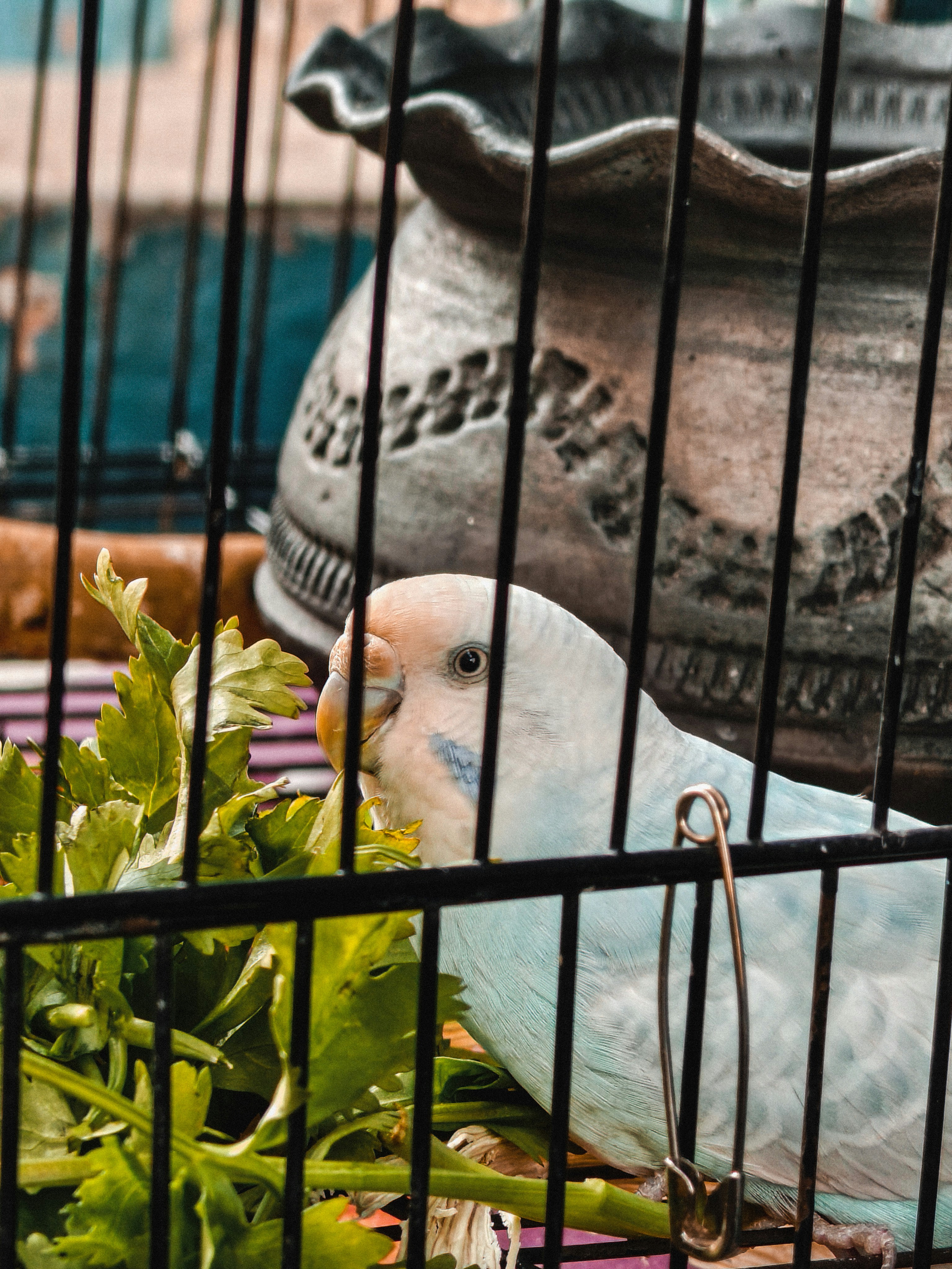 Yeşillik verilen muhabbet kuşu