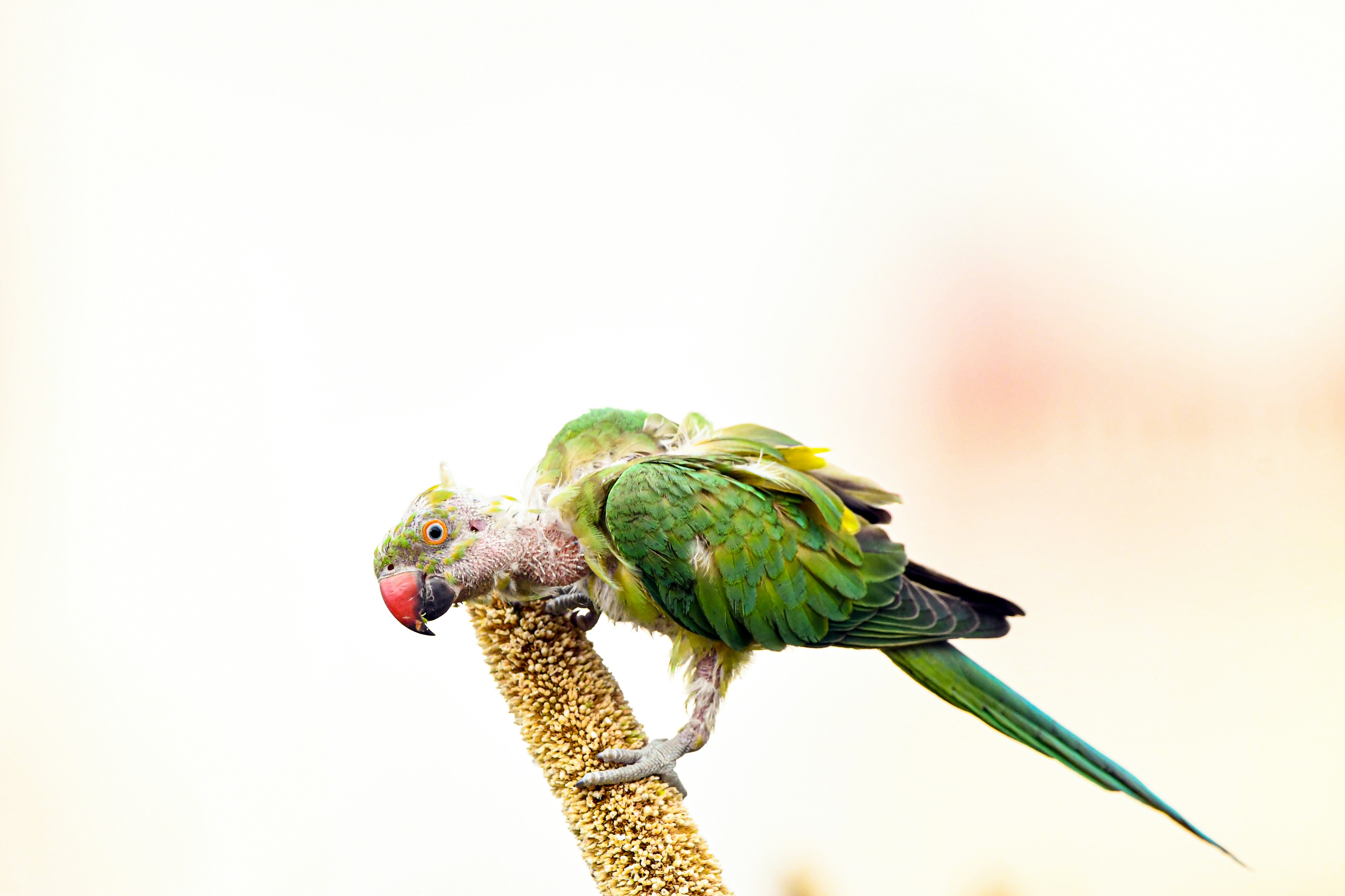 Tüy yolma davranışı gösteren papağan