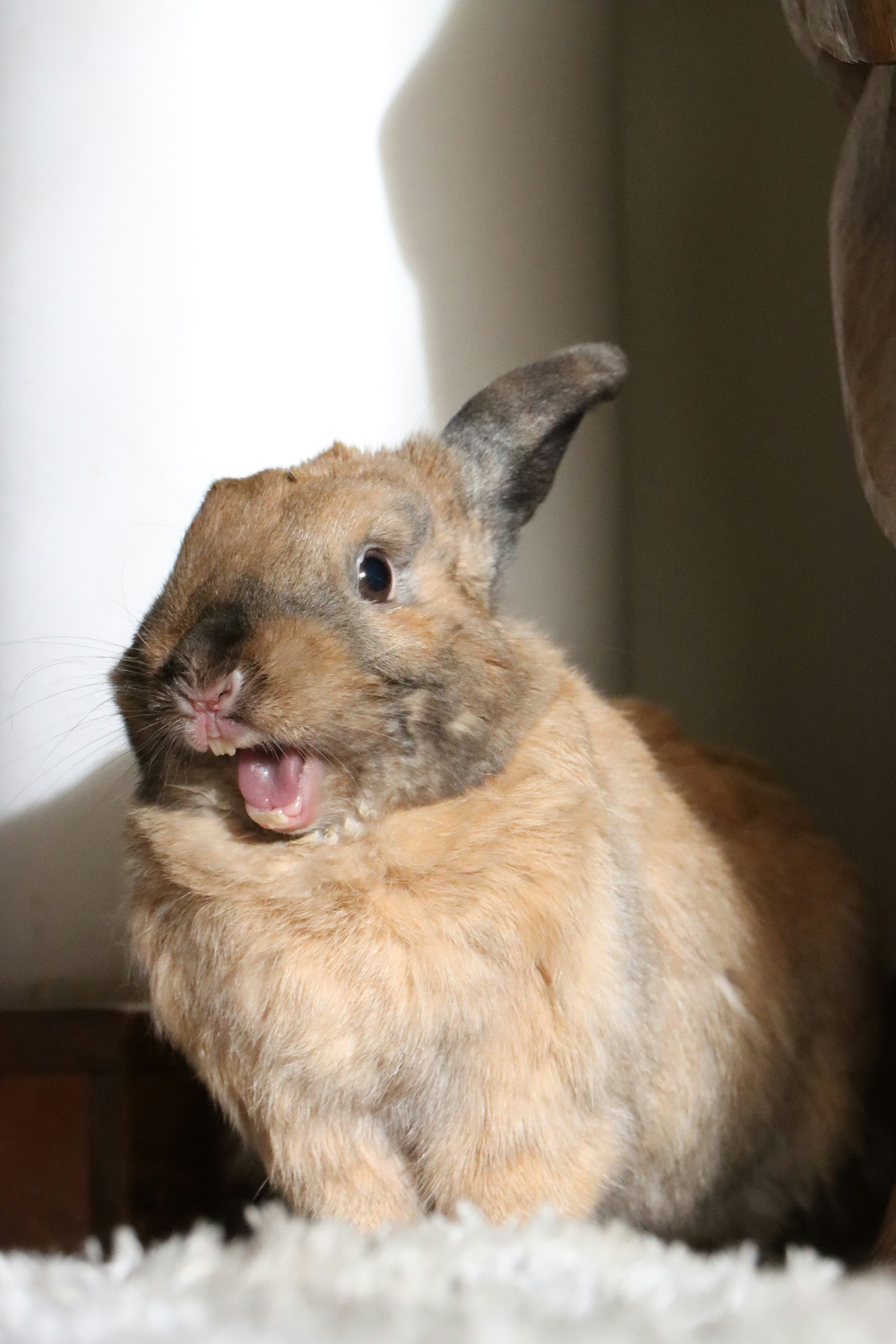 Tavşanlarda Doğru Beslenme