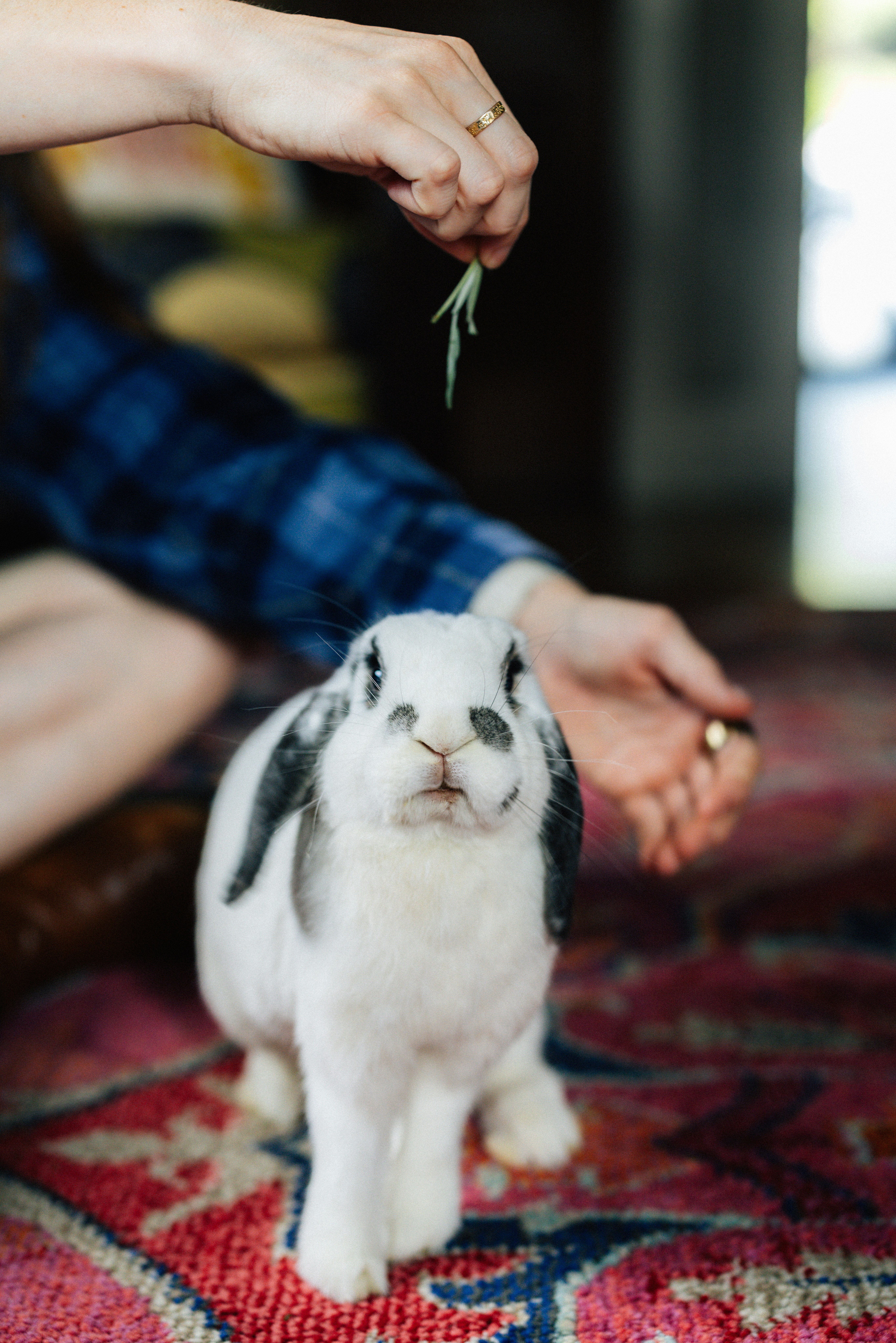 The Role of Natural Leaves in Rabbit Nutrition: Fiber, Calcium, and Gastrointestinal Health