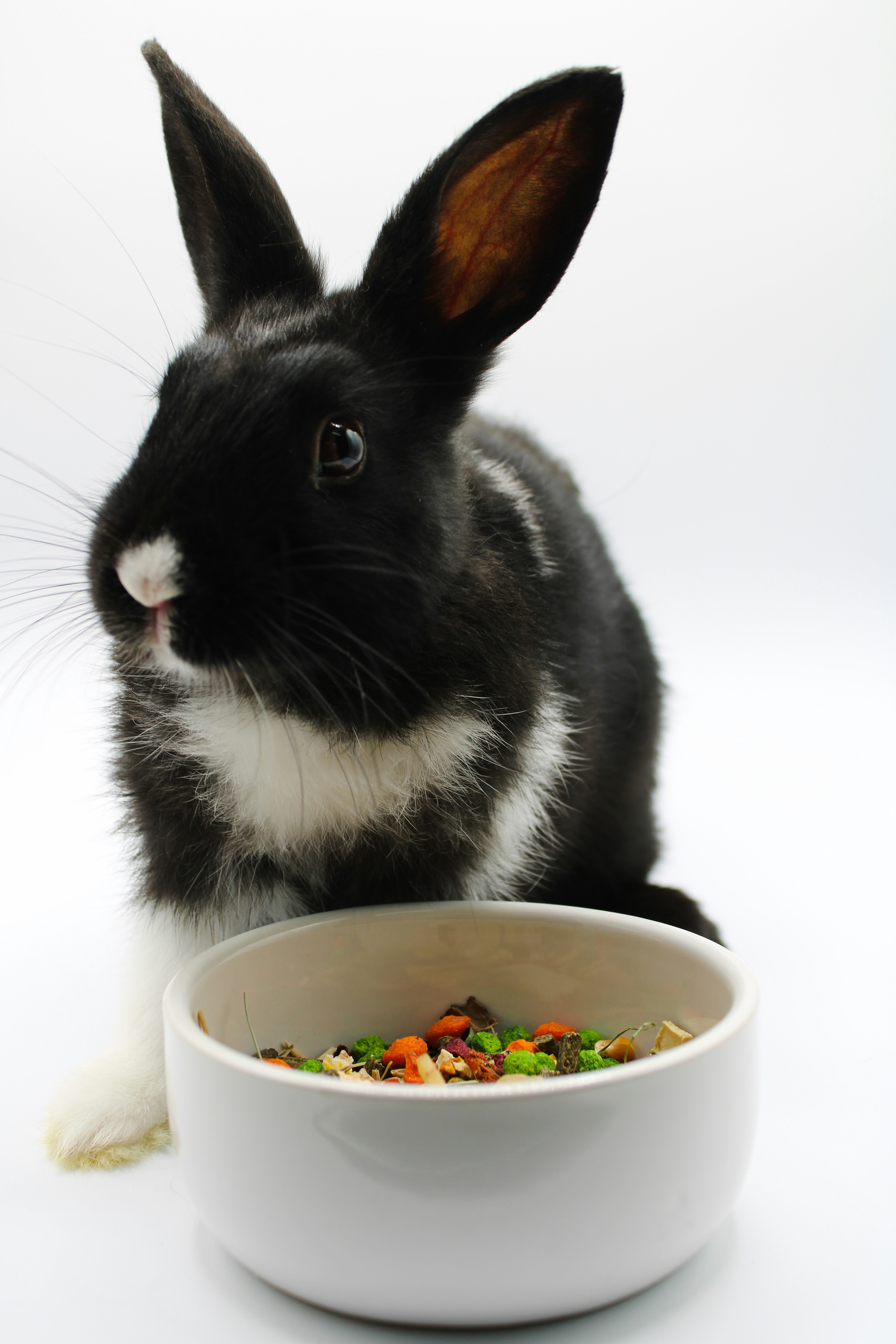 The Role of Natural Leaves in Rabbit Nutrition: Fiber, Calcium, and Gastrointestinal Health
