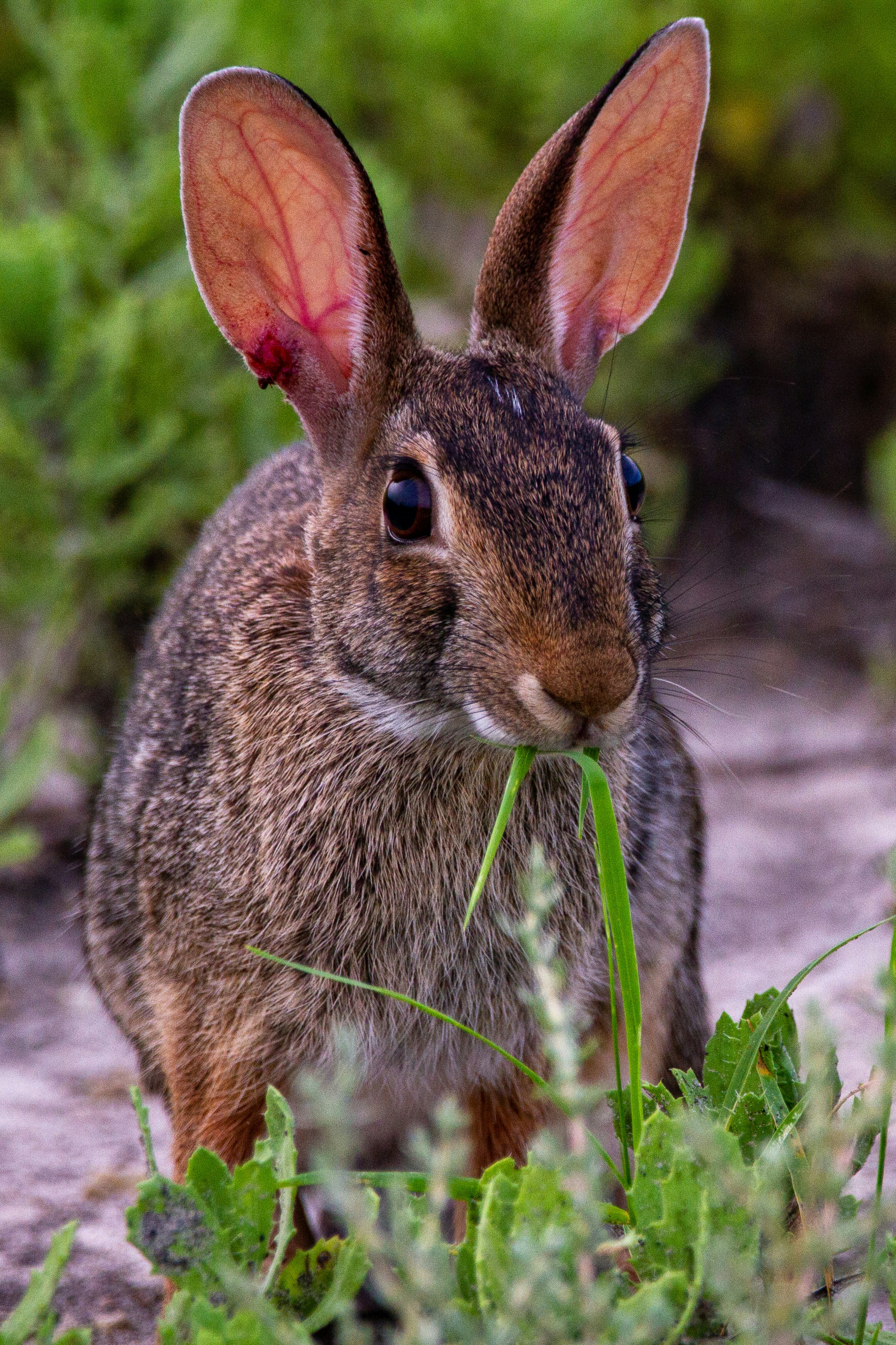 The Role of Natural Leaves in Rabbit Nutrition: Fiber, Calcium, and Gastrointestinal Health